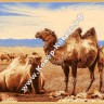 Монгольский шерстяной ковёр Hunnu сувенирный 6S0873 082